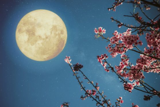 Місячний посівний календар на квітень 2020 року