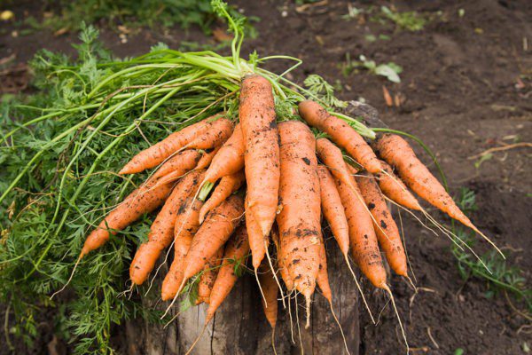 Чим підживлювати буряк і моркву у червні: добрива і графік їх внесення