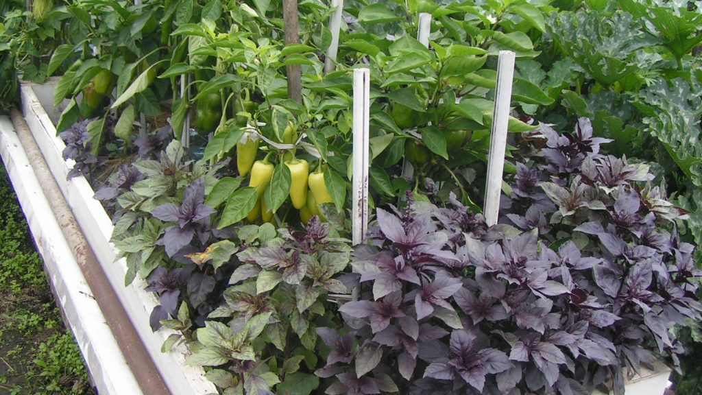 Як садити овочі на городі