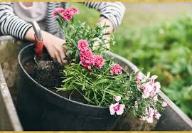 Осіння посадка і пересадка багатолітніх квітів: назви квітів, фото і рекомендації щодо строків