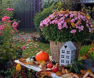 Місячний посівний календар на жовтень 2020: що робити на городі і в саду