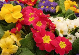 Осіння посадка і пересадка багатолітніх квітів: назви квітів, фото і рекомендації щодо строків