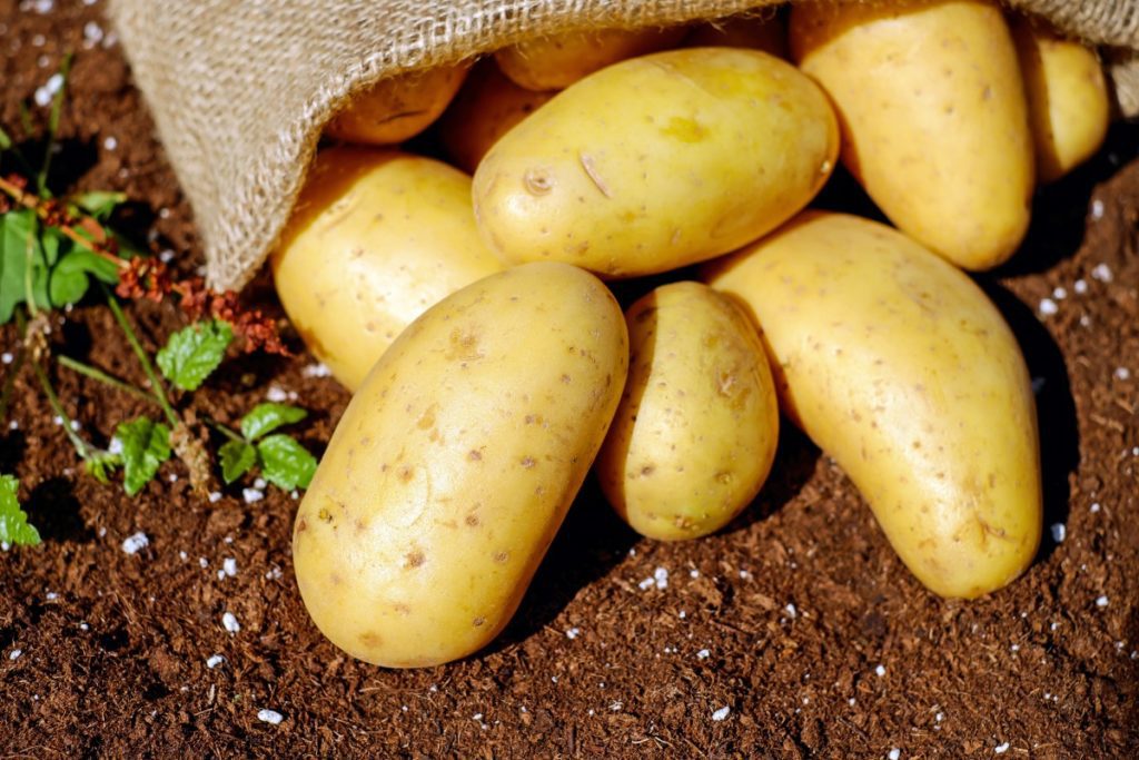 Коли копати картоплю в серпні 2021 за місячним календарем, сприятливі дні