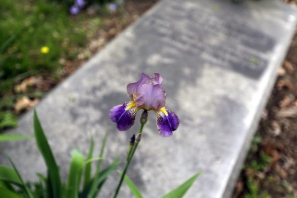 Квіти на могилу: фото і опис