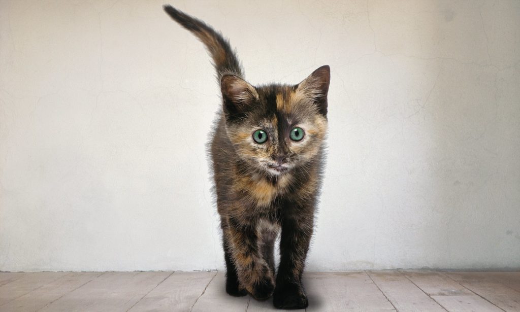 Як доглядати котика: помилки при догляді за котиком