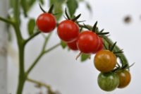 Коли садити помідори травень 2022: практичні поради вирощування помідорів у відкритому грунті