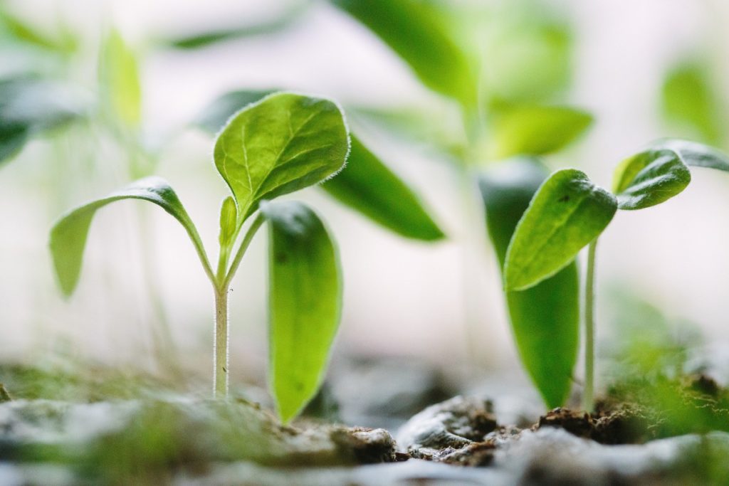 Коли садити капусту у 2022 році: терміни, температура і як підготувати грунт для розсади