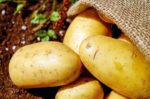 Сприятливі дні коли копати картоплю вересень 2022 за місячним календарем