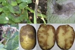 Картопля: шкідники і хвороби, як з ними боротися