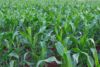 Сприятливі дні для посіву кукурудзи у травні 2021 року вказує місячний посівний календар і розповідає про корисні властивості, які має кукурудза