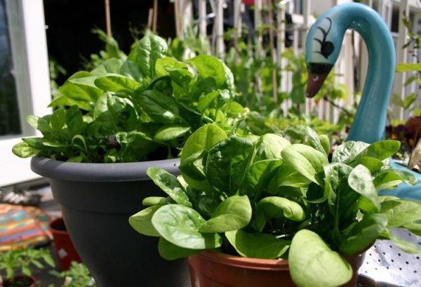 Як вирощувати і заморожувати шпинат