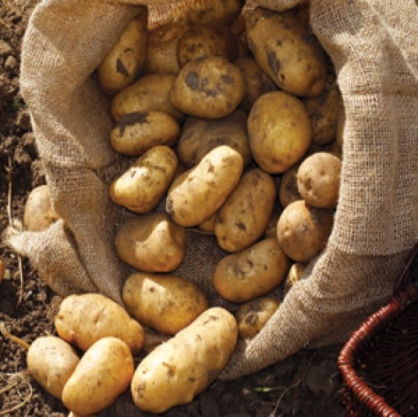 Як зберігати картоплю взимку