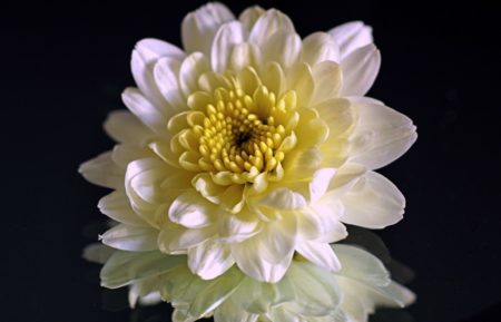 Чим відрізняються білі хризантеми?