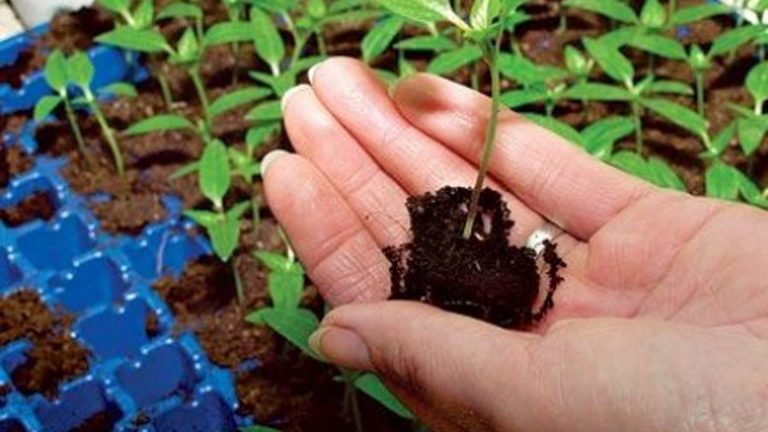 Посівний календар січень 2022: коли сіяти насіння на розсаду за місячним календарем