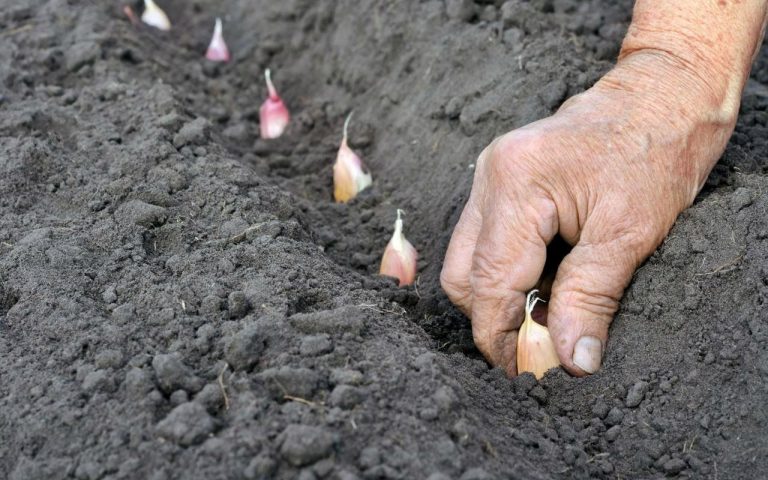Посадка часнику під зиму листопад 2022 за місячним календарем