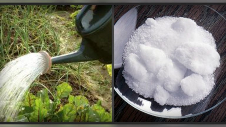 Борна кислота для підживлення рослин на городі, як і коли використовувати