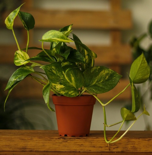 Епіпремнум золотистий (Epipremnum aureum)