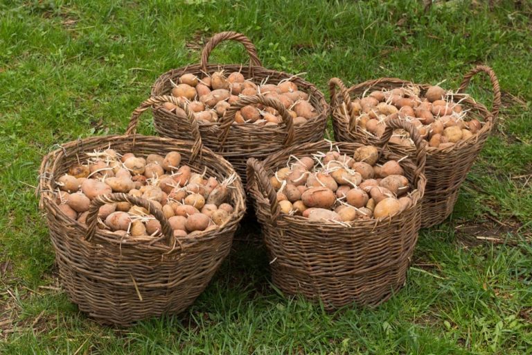 Коли садити картоплю 2023 за місячним календарем городника
