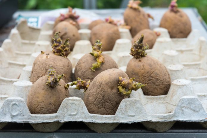 Коли садити картоплю в травні 2024 за місячним календарем, дати сприятливих днів для посадки, коли заборонені дні травня, поради щодо вирощування картоплі