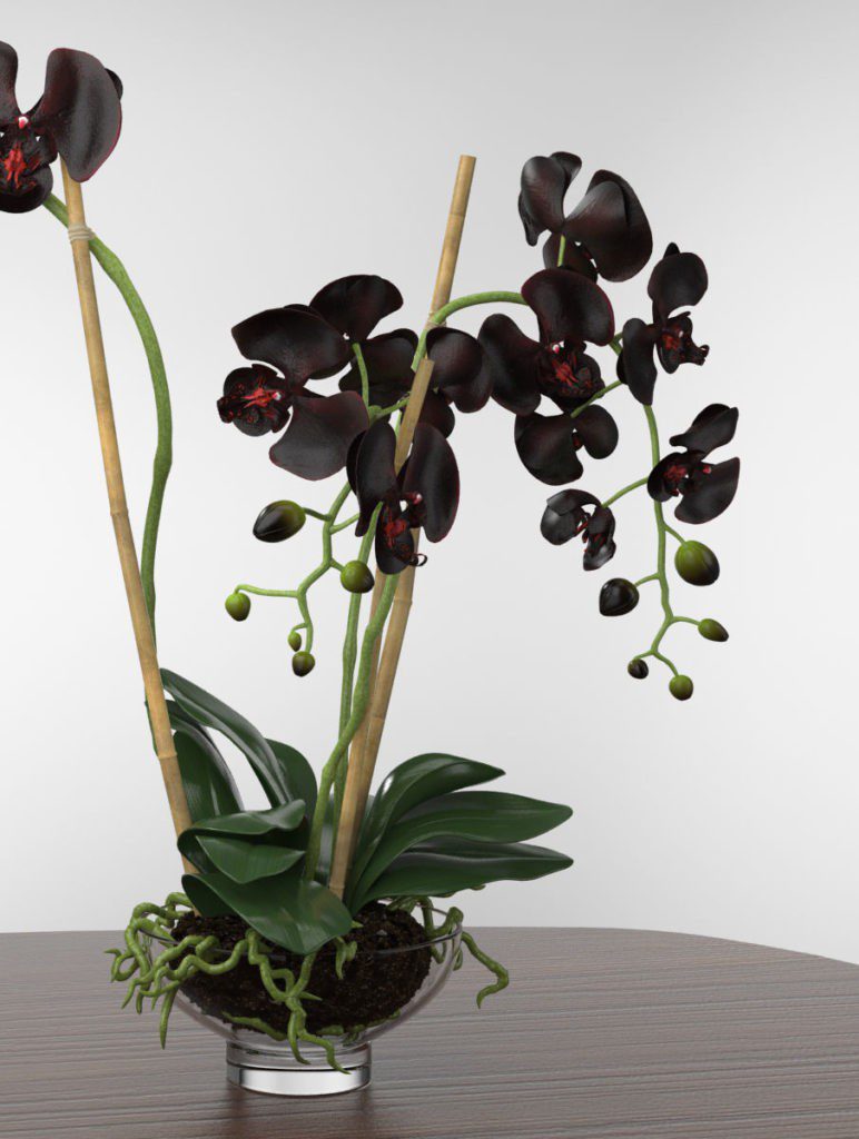 Орхідея: цікаві прикмети і забобони