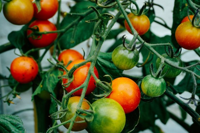 Ознаки, чого не вистачає помідорам, корисні поради чим та як підживити томати, щоб рослини отримали всі необхідні речовини