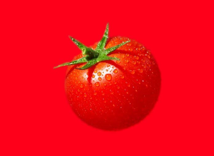 Коли садити помідори в травні 2024 у сприятливі дні вказує місячний посівний календар на травень і називає заборонені дні для посадки розсади у відкритий грунт