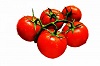 Строки, коли слід сіяти помідори на розсаду в залежності від сорту та строків пересадки у відкритий грунт