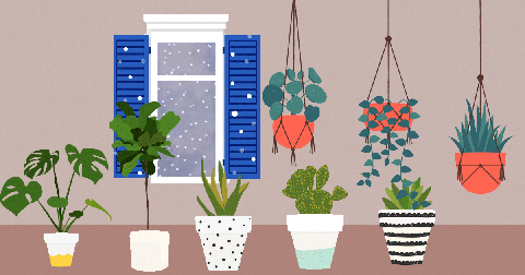 Корисні поради по догляду за кімнатними рослинами в холодну пору року