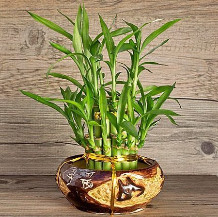  Кімнатні рослини, які залучають гроші - Драцена Сандера ( щасливий бамбук)