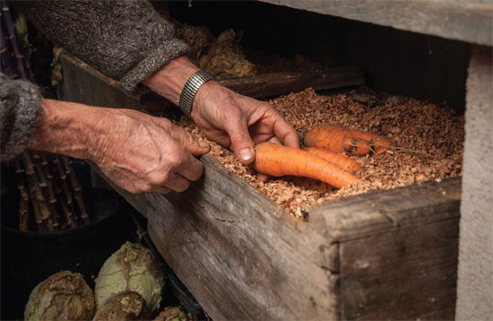 Зберігання врожаю моркви взимку