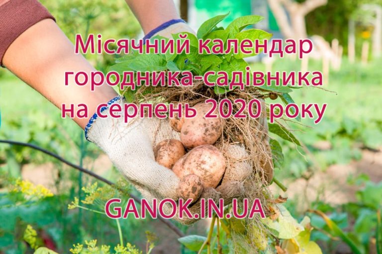 Місячний календар городника на серпень 2020 року: дати, коли збирати урожай і що садити