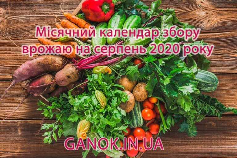 Місячний календар збору врожаю на серпень 2020 року вказує сприятливі дні для кожного виду городини