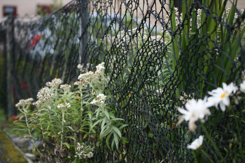 Огорожа з візерунком із мережива – справжня окраса садиби Енн Енсон