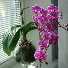 Підживлення молоком кімнатних рослин - орхідеї для інтенсивного цвітіння