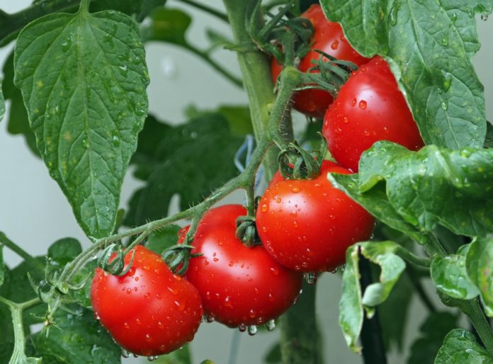 Коли садити помідори травень 2022 у сприятливі дні за місячним календарем, практичні поради вирощування помідорів у відкритому грунті