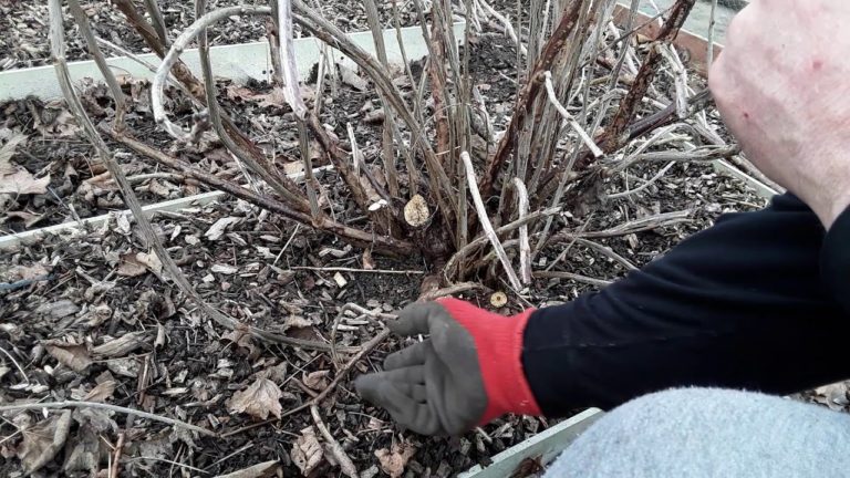 Обрізка смородини восени: правила підготовки куща до зими показано на малюнку-схемі
