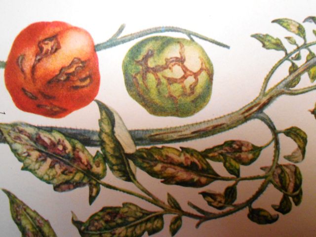 ознаки захворювання томатів на стрик і як можна лікувати