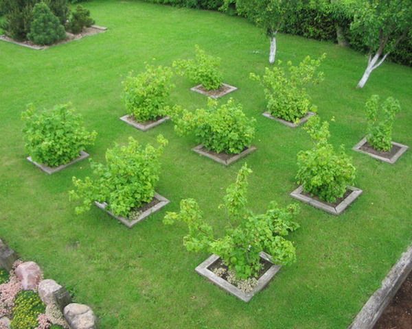 Які дерева можна висаджувати поряд, таблиця сумісності рослин в саду