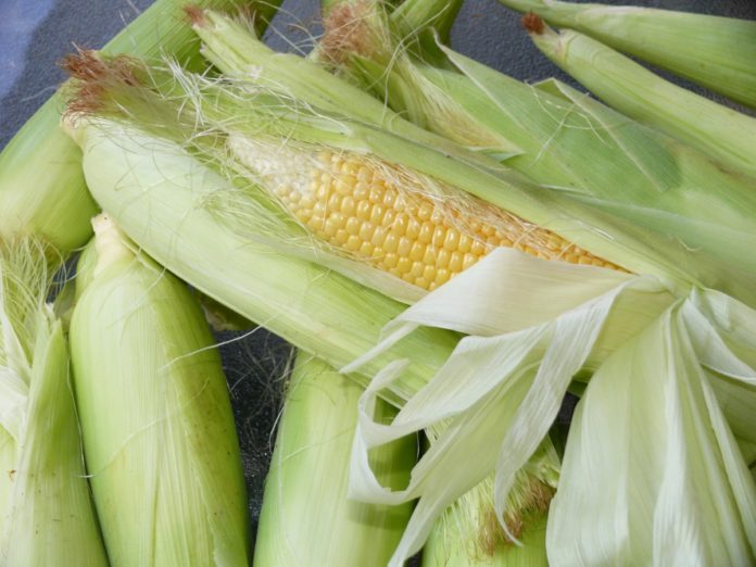 Як заморозити кукурудзу на зиму в качанах і в зернах