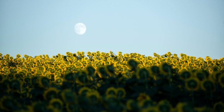Місячний календар городника липень 2021: збір урожаю і зимові заготовки