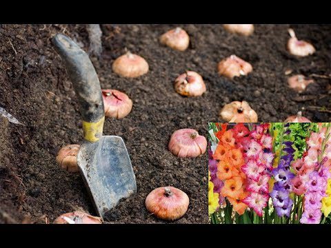Як підготувати цибулини гладіолусів перед тим, як садити